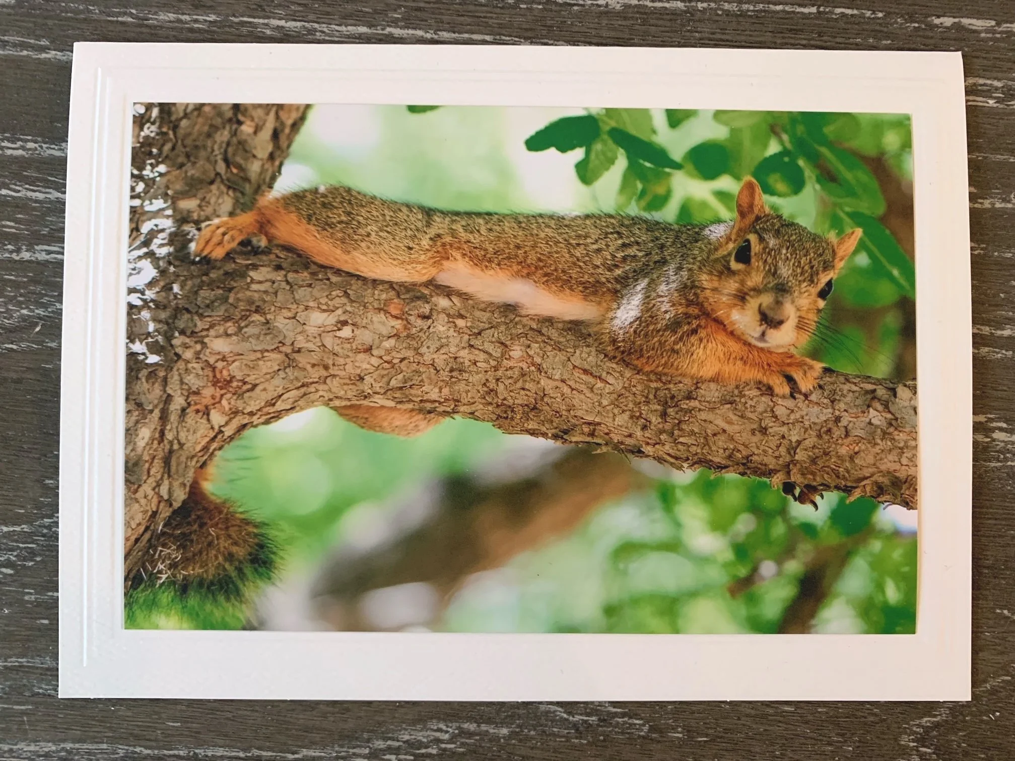 Lounging Fox Squirrel - Greeting Card 5x7 — Photography by Jenya